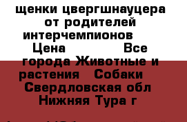 щенки цвергшнауцера от родителей интерчемпионов,   › Цена ­ 35 000 - Все города Животные и растения » Собаки   . Свердловская обл.,Нижняя Тура г.